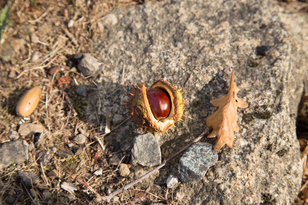 オラドゥール=シュル=グラヌの栗