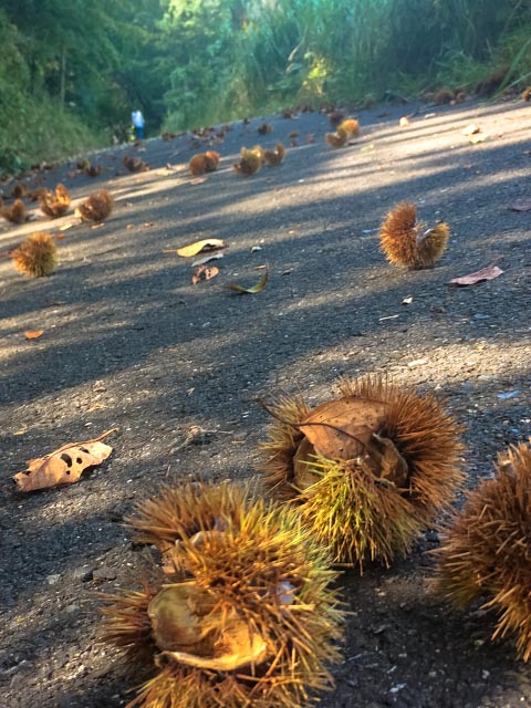 道に落ちてる栗